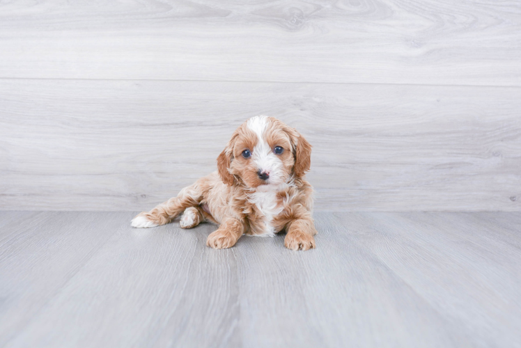 Popular Cavapoo Poodle Mix Pup