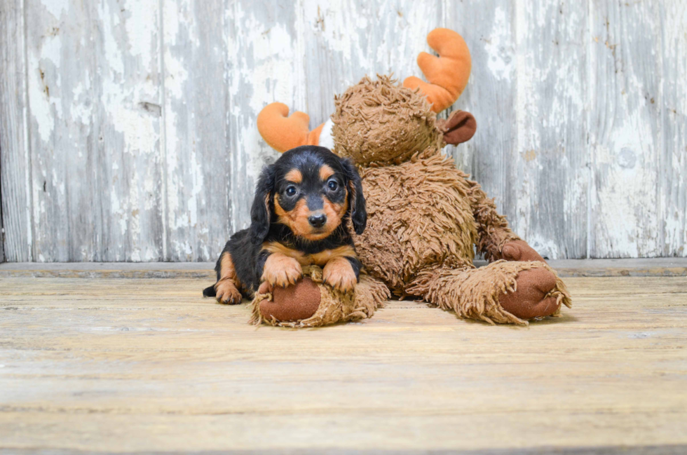 Dachshund Pup Being Cute