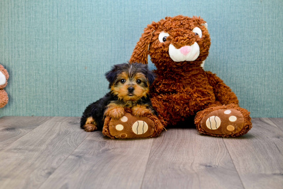 Meet Goldie - our Yorkshire Terrier Puppy Photo 