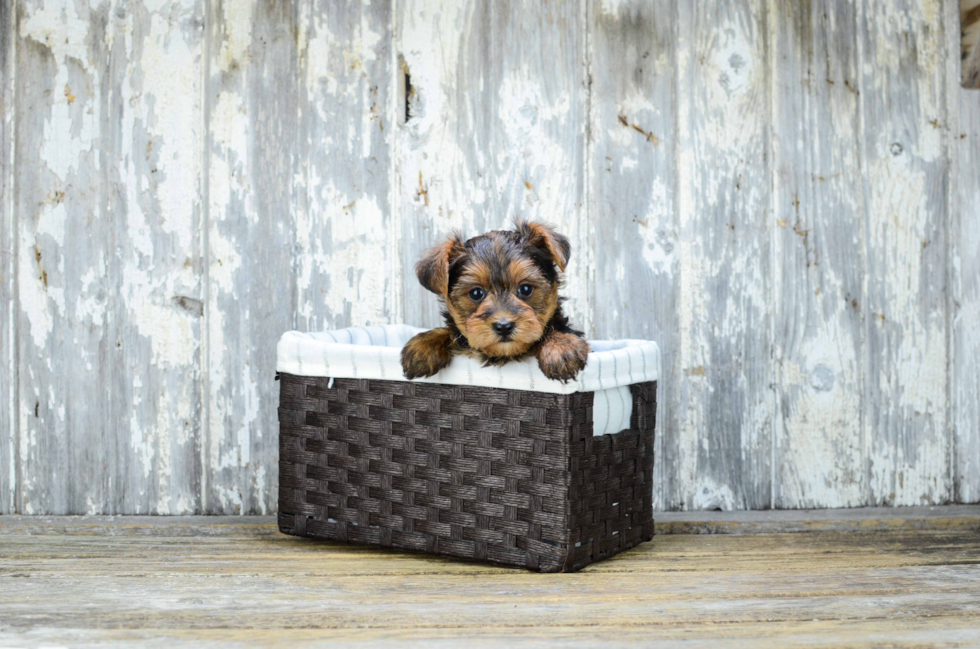 Small Yorkie Poo Baby