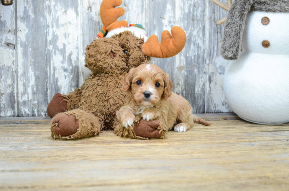 Happy Cavapoo Baby