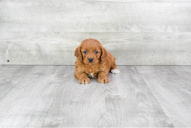 Smart Cavapoo Poodle Mix Pup