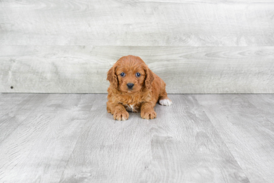 Smart Cavapoo Poodle Mix Pup