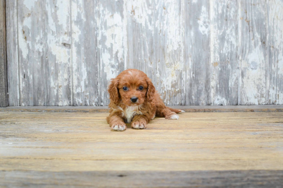 Best Cavapoo Baby