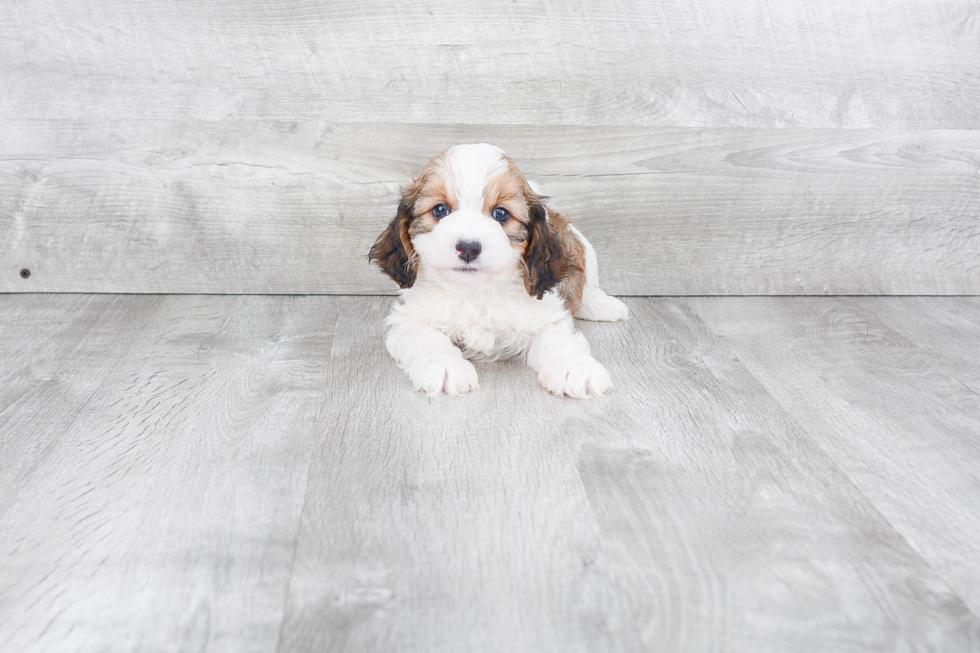 Friendly Cavapoo Baby