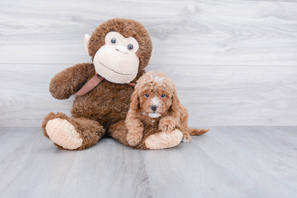 Cute Cavapoo Baby