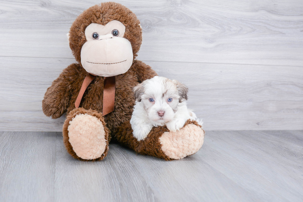 Havanese Pup Being Cute