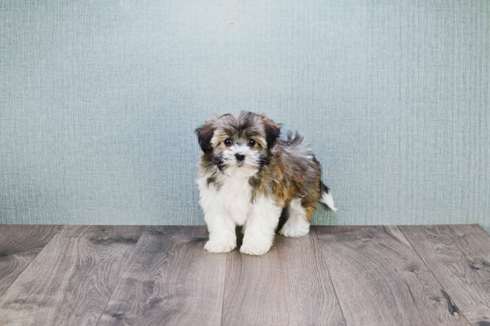 Petite Havanese Purebred Puppy