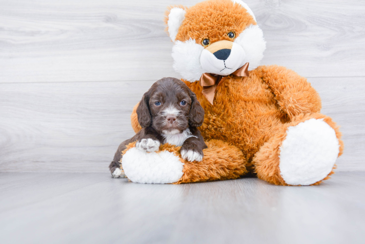 Small Cockapoo Baby