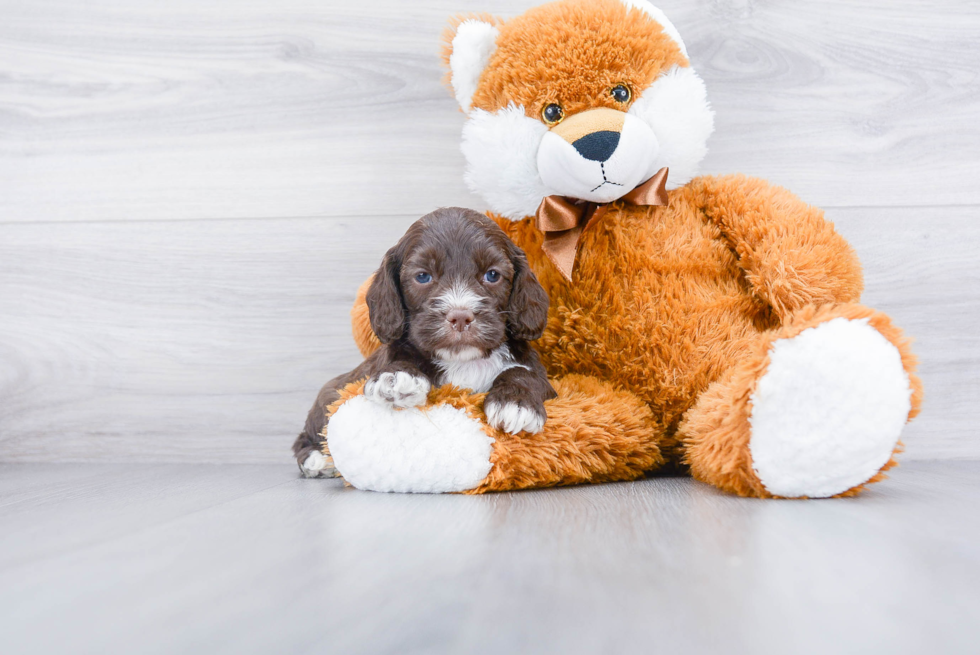 Small Cockapoo Baby