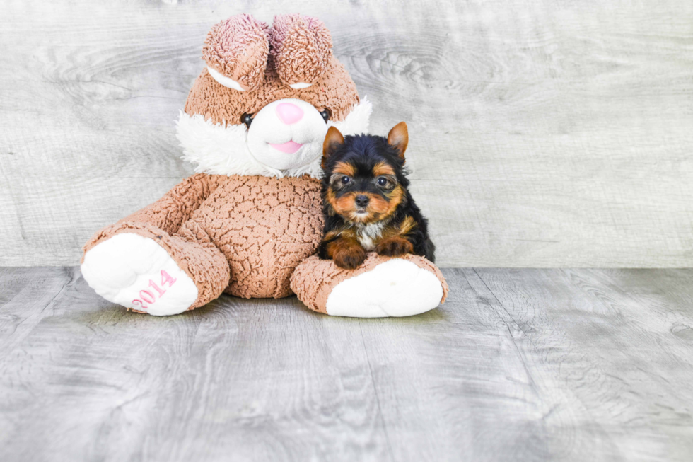 Meet Ronaldo - our Yorkshire Terrier Puppy Photo 