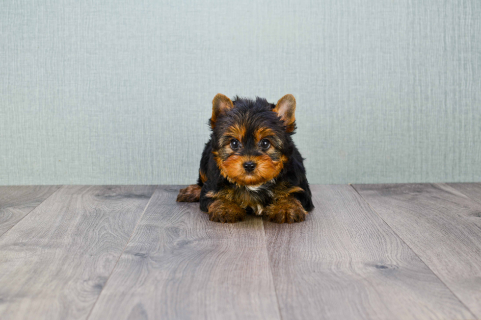 Meet Joey - our Yorkshire Terrier Puppy Photo 