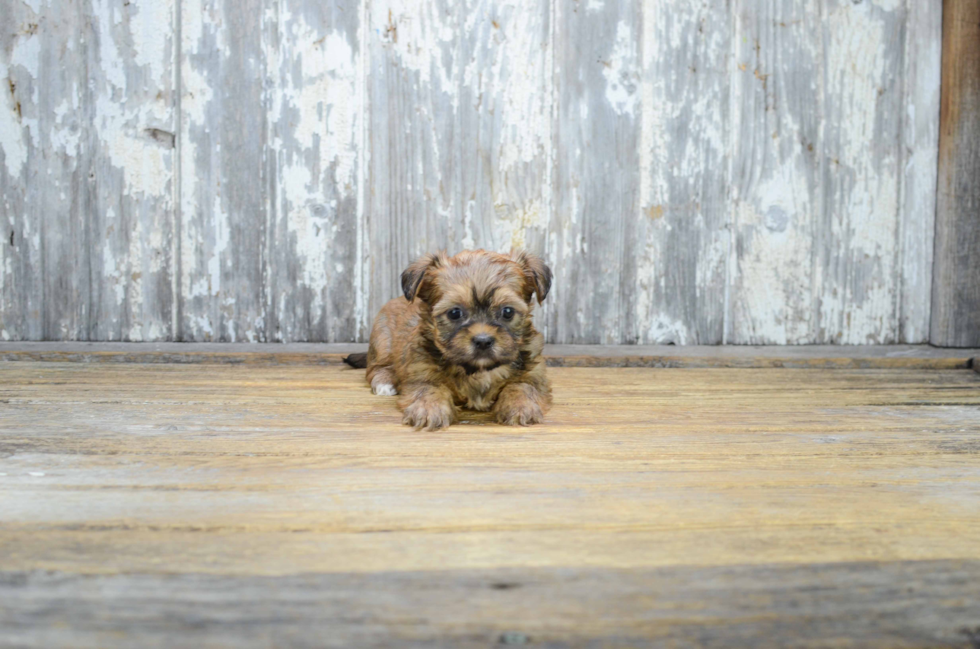 Friendly Shorkie Baby