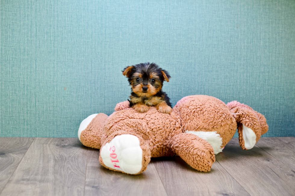 Meet Nugget - our Yorkshire Terrier Puppy Photo 