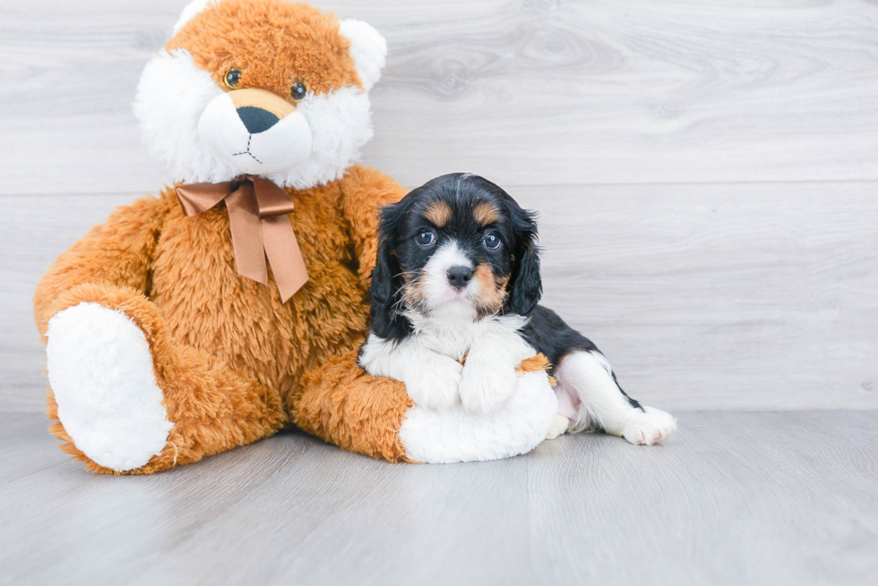 Akc Registered Cavalier King Charles Spaniel Purebred Pup