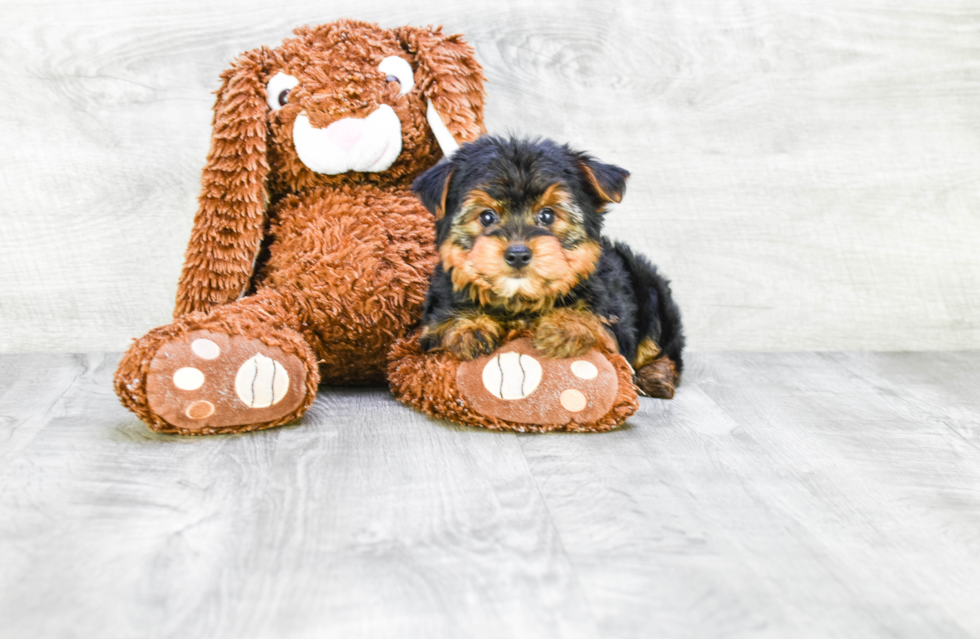 Meet Joey - our Yorkshire Terrier Puppy Photo 