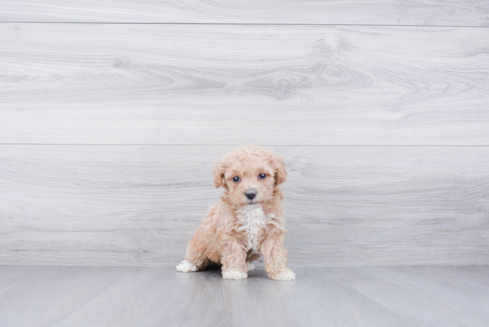 Cute Maltipoo Baby