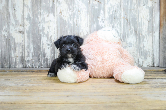 Sweet Morkie Baby