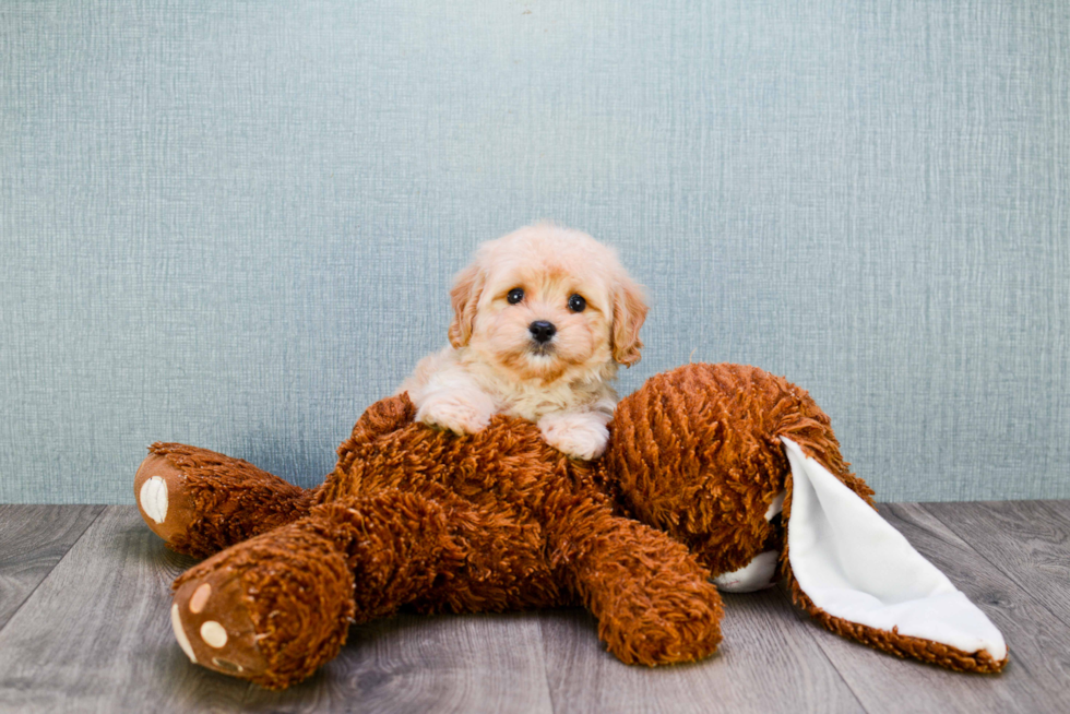 Best Cavachon Baby