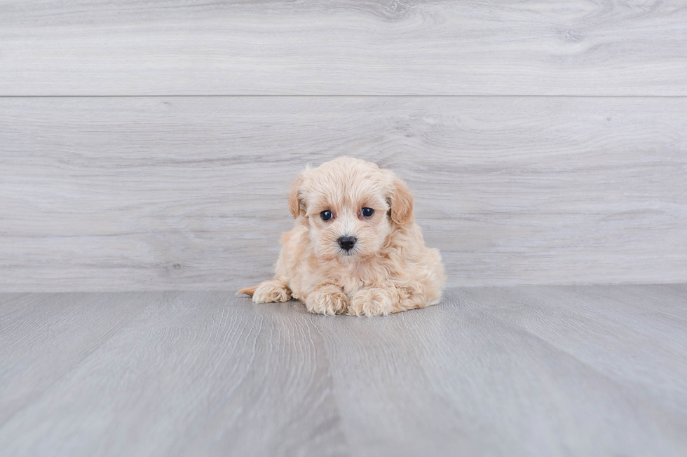 Petite Maltipoo Poodle Mix Pup