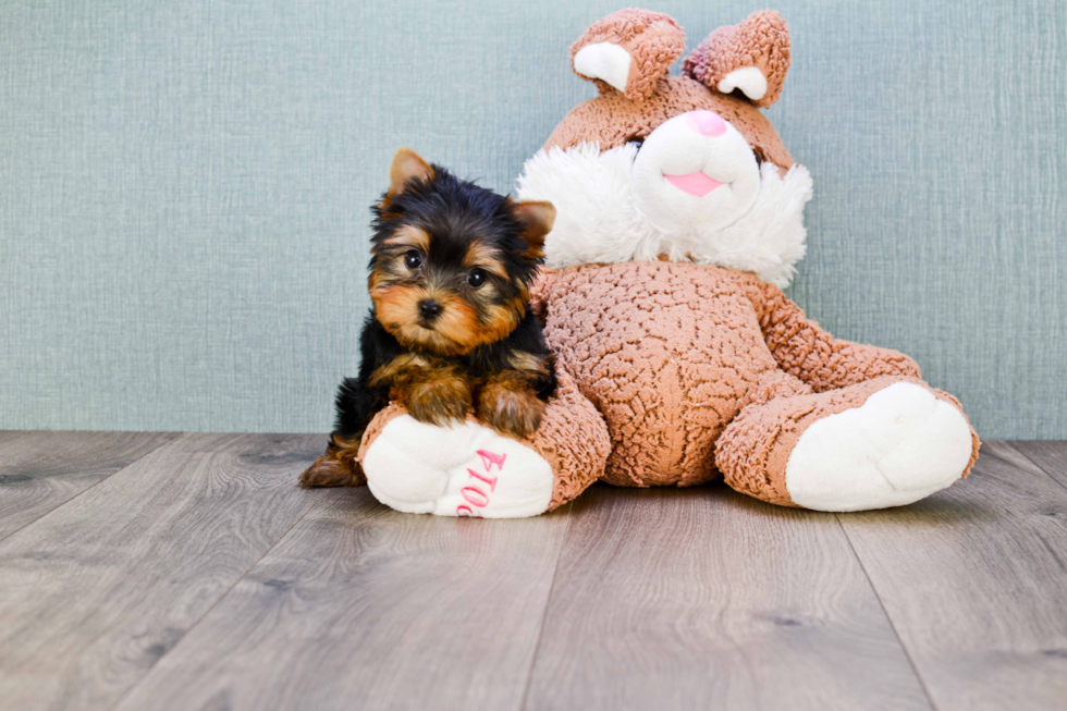 Meet Tinkerbell - our Yorkshire Terrier Puppy Photo 