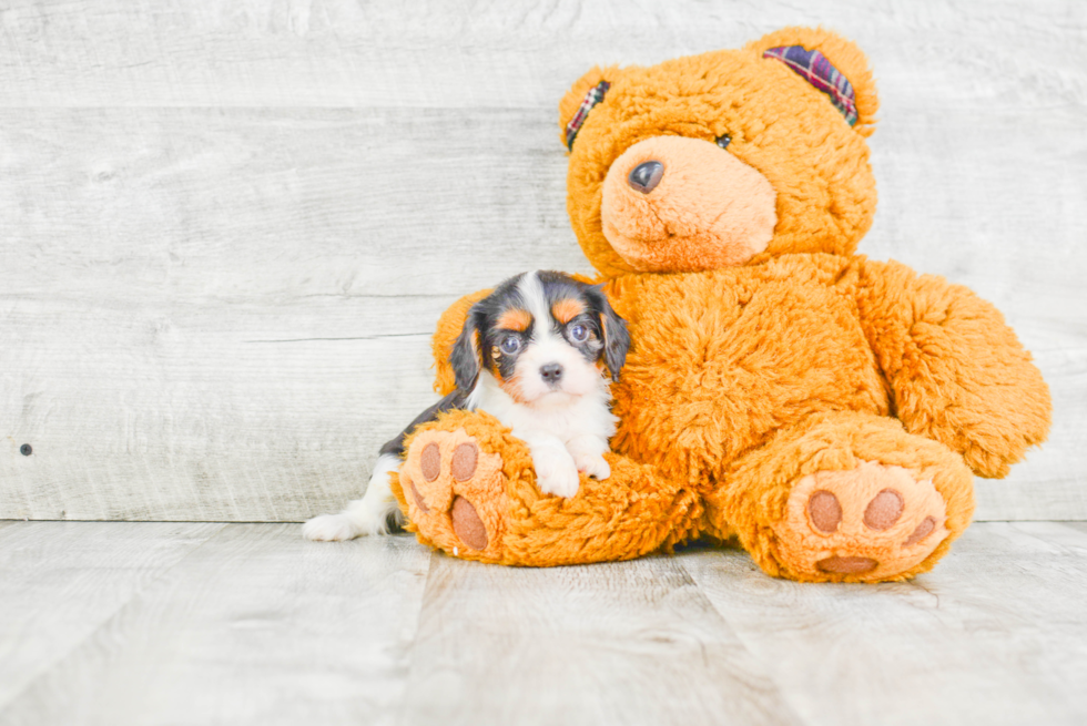 Small Cavalier King Charles Spaniel Purebred Pup