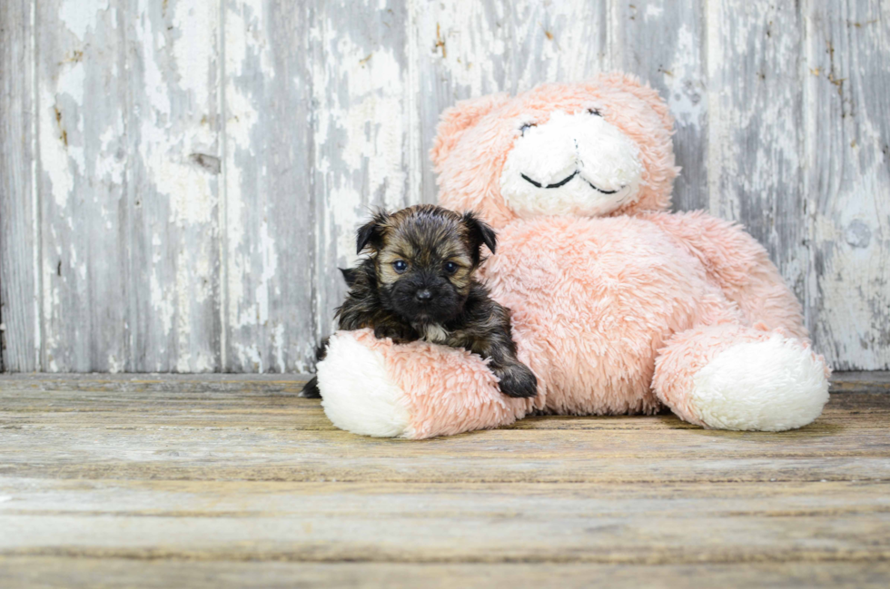 Yorkie Pom Puppy for Adoption