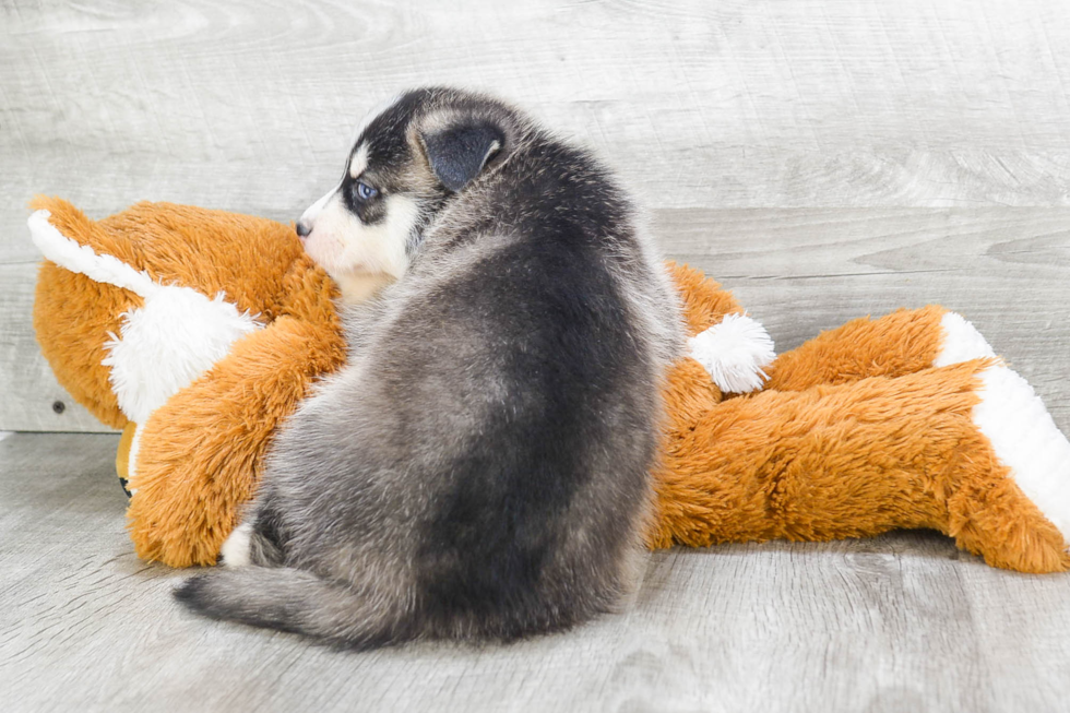 Playful Mini Husky Designer Puppy