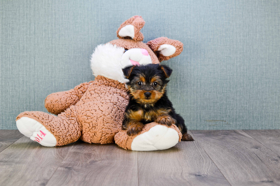 Meet Izzie - our Yorkshire Terrier Puppy Photo 