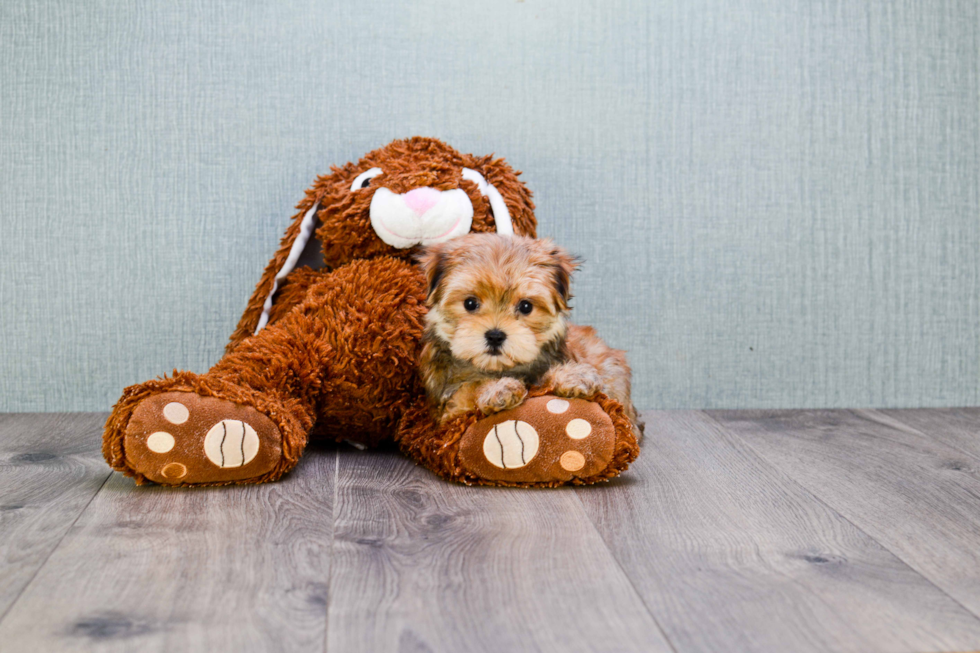 Fluffy Morkie Designer Pup