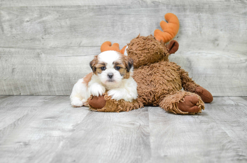 Teddy Bear Pup Being Cute