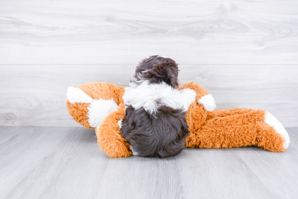 Hypoallergenic Havanese Purebred Pup