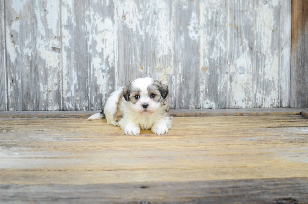 Teddy Bear Pup Being Cute