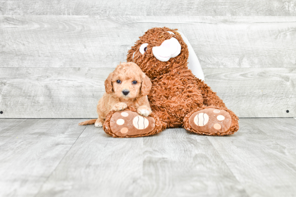 Mini Goldendoodle Pup Being Cute