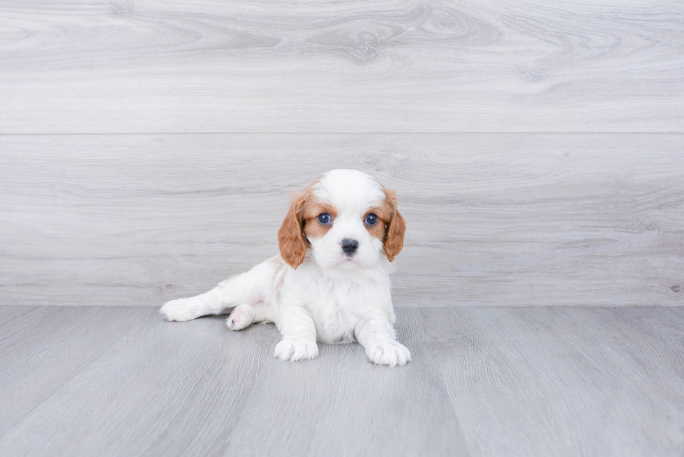 Small Cavalier King Charles Spaniel Purebred Pup