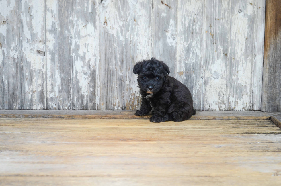 Adorable Yorkie Designer Puppy