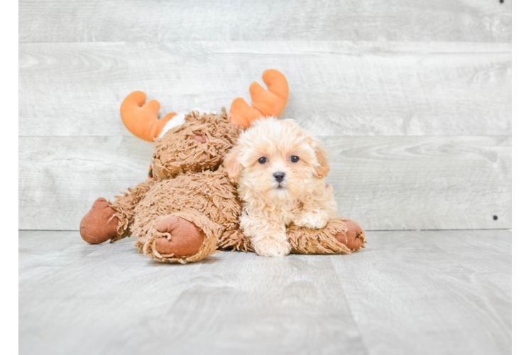 Funny Maltipoo Poodle Mix Pup