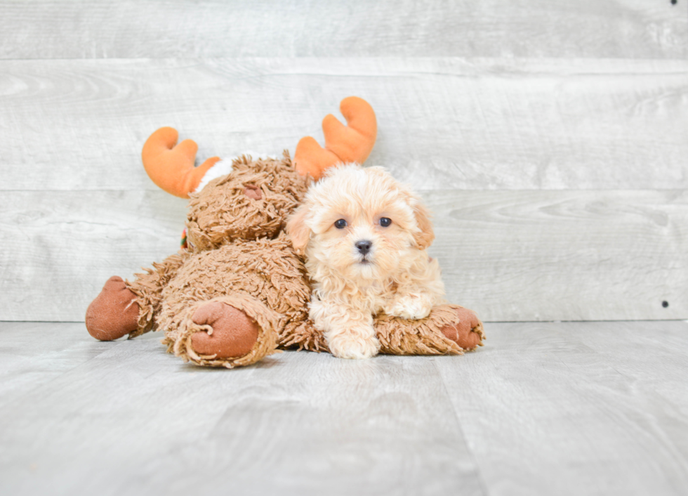 Funny Maltipoo Poodle Mix Pup