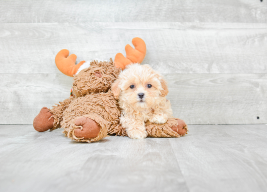 Funny Maltipoo Poodle Mix Pup