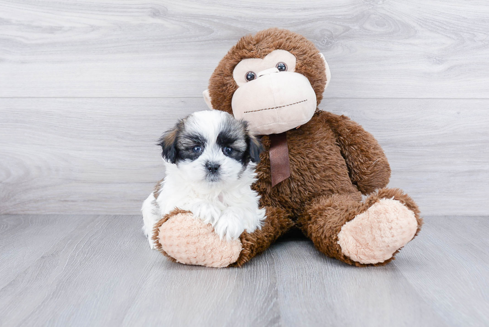 Fluffy Teddy Bear Designer Pup