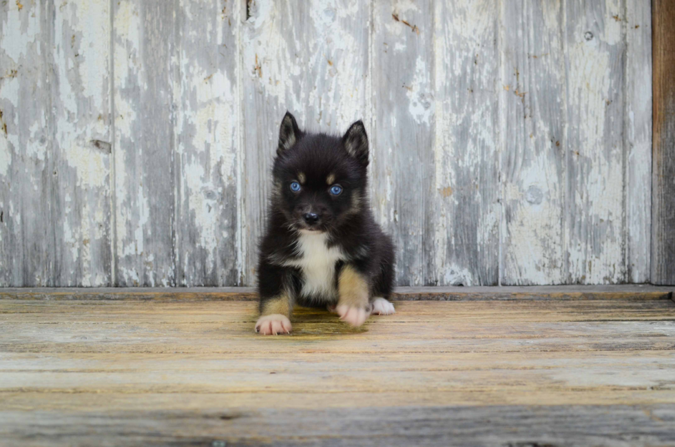 Best Pomsky Baby