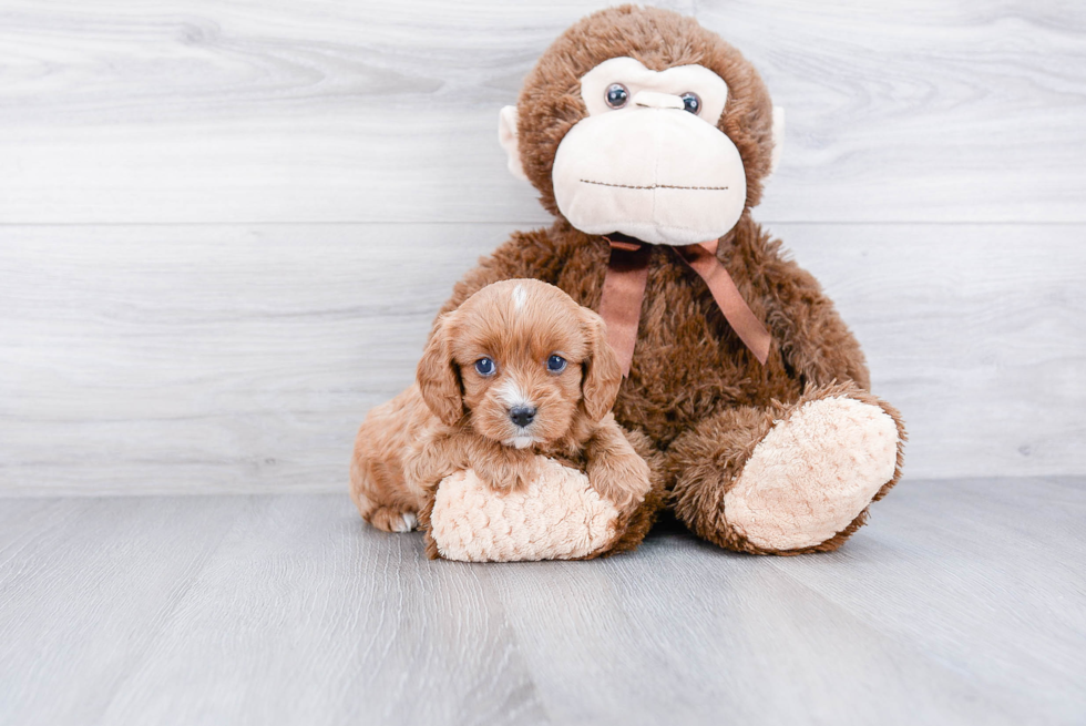 Cavapoo Puppy for Adoption