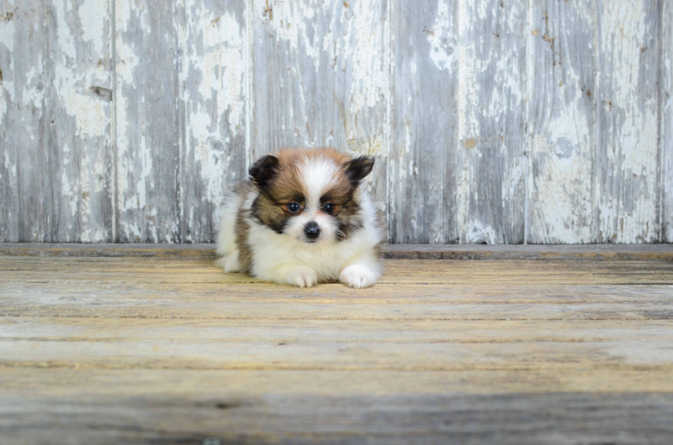 Best Pomeranian Baby