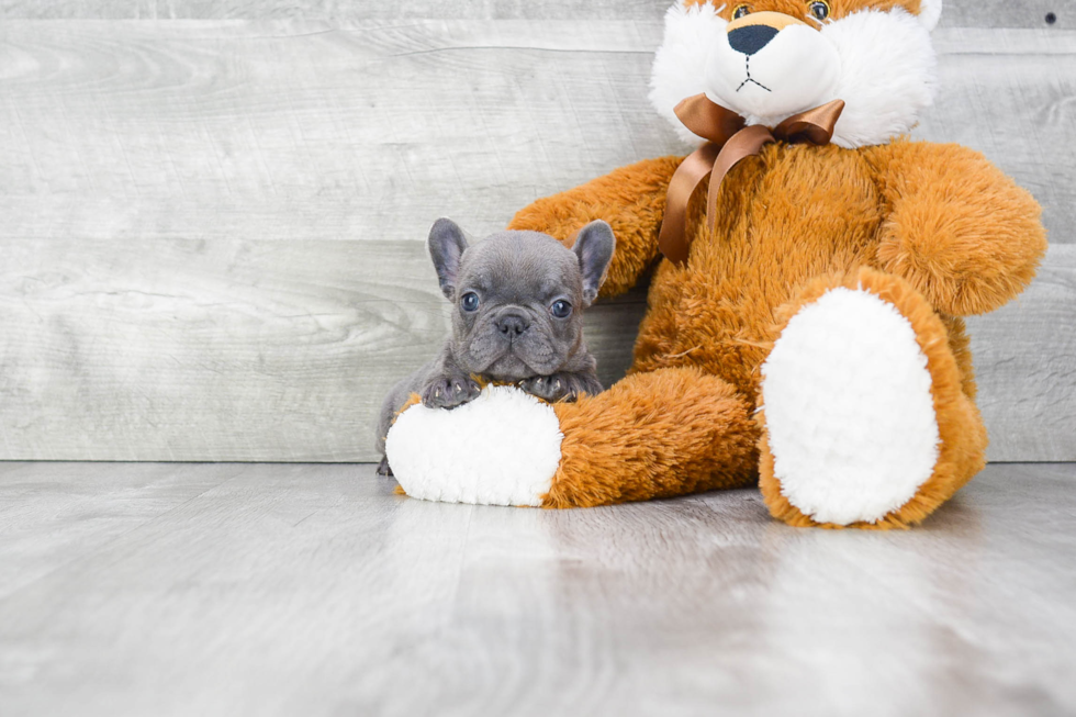 Small French Bulldog Purebred Pup