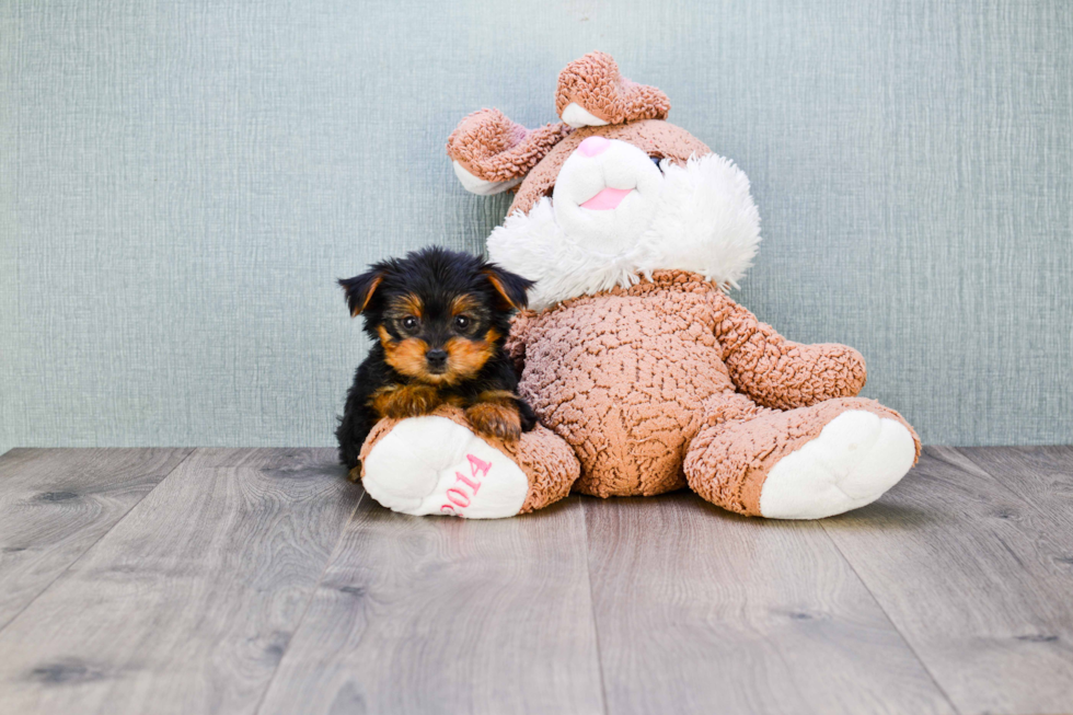 Meet Roscoe - our Yorkshire Terrier Puppy Photo 