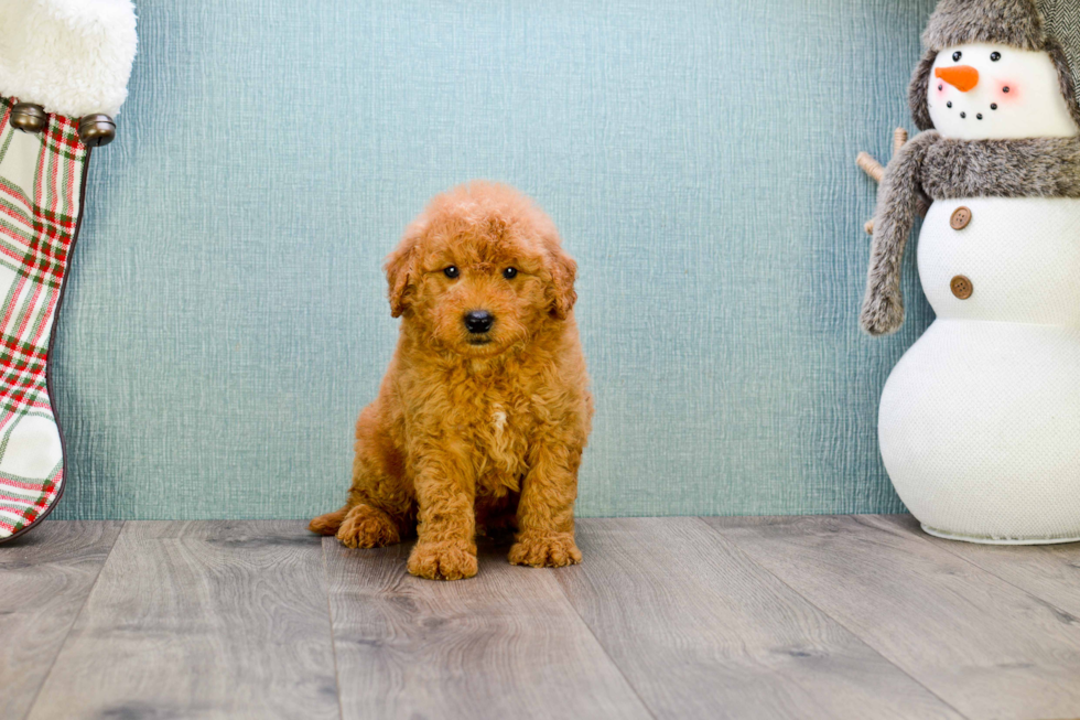 Best Mini Goldendoodle Baby