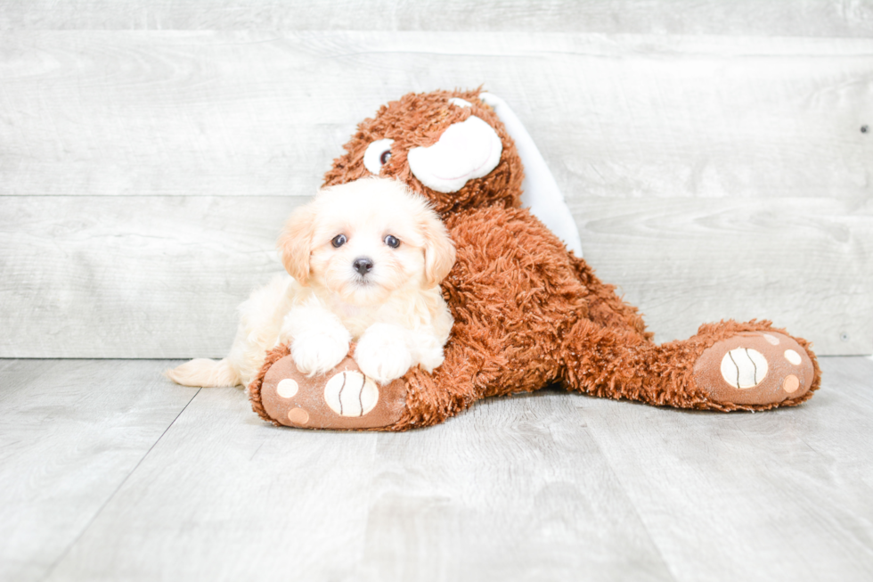 Funny Maltipoo Poodle Mix Pup