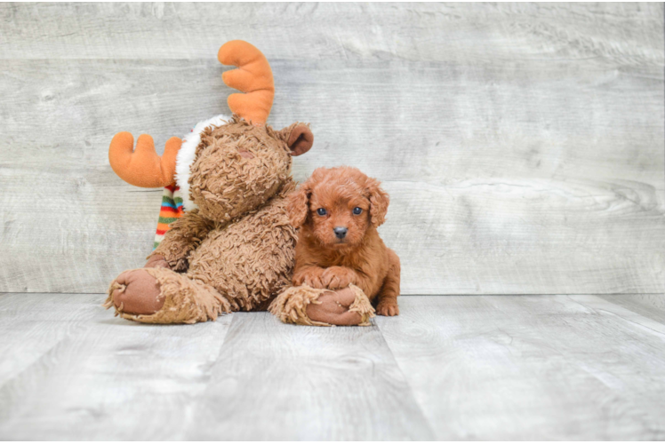 Happy Cavapoo Baby