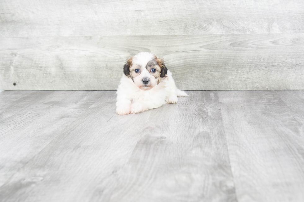 Teddy Bear Puppy for Adoption