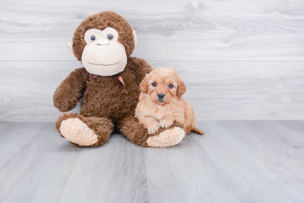 Cute Mini Goldendoodle Baby